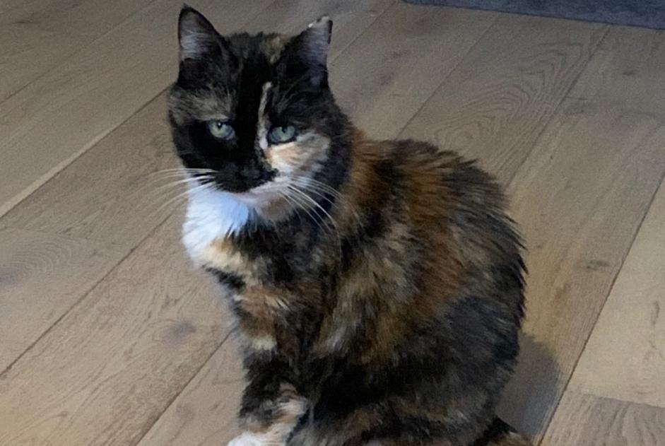Alerte Disparition Chat  Femelle , 13 ans Sète France