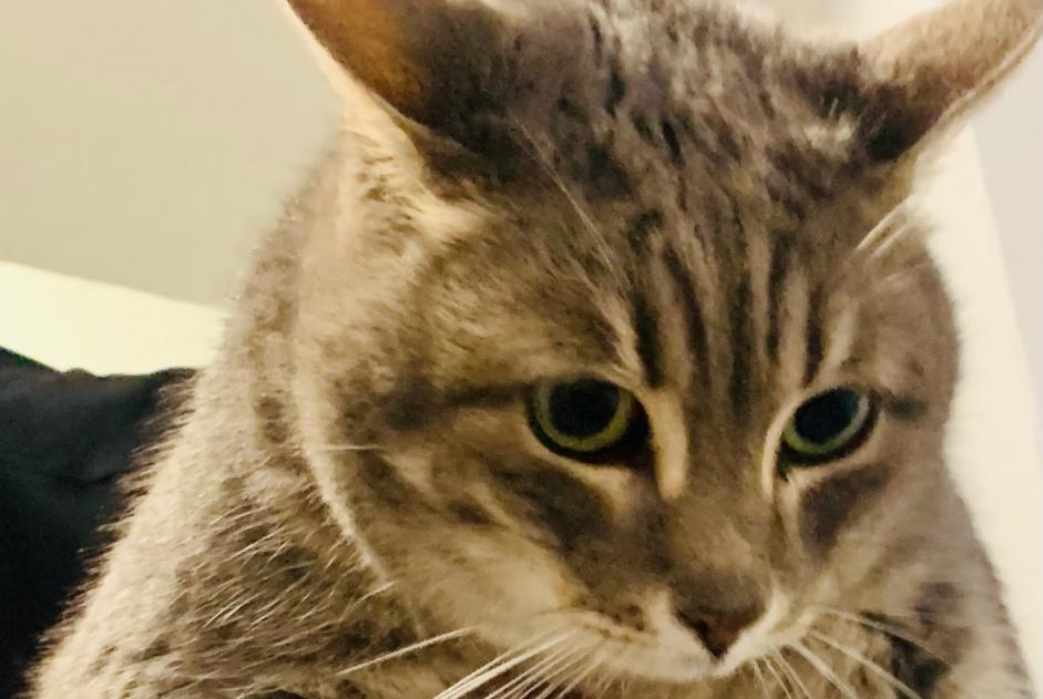 Alerte Découverte Chat Femelle Béziers France