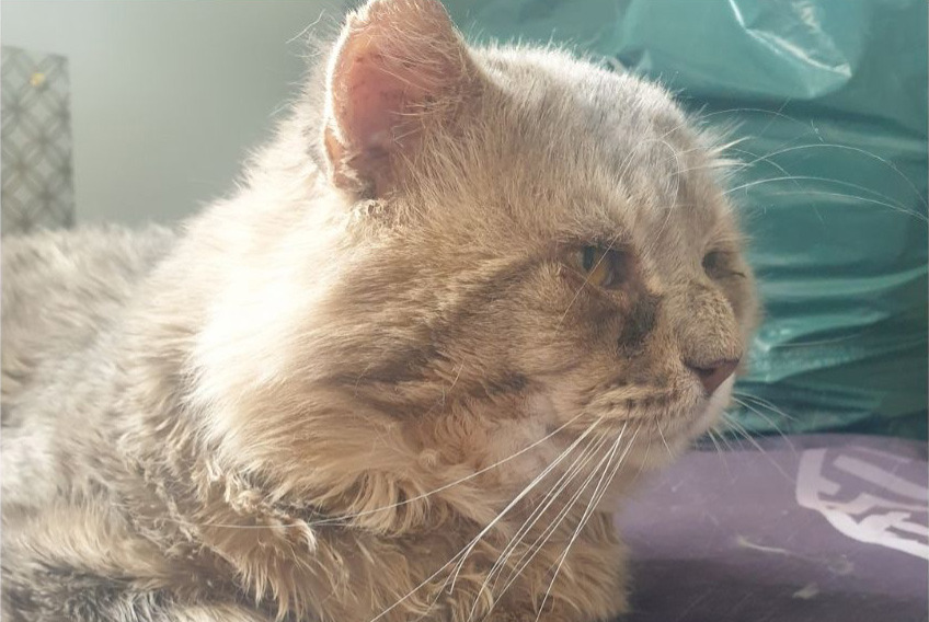 Alerte Disparition Chat Mâle , 11 ans Lodève France