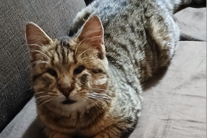Alerte Découverte Chat  Mâle , 2 ans Montpellier France