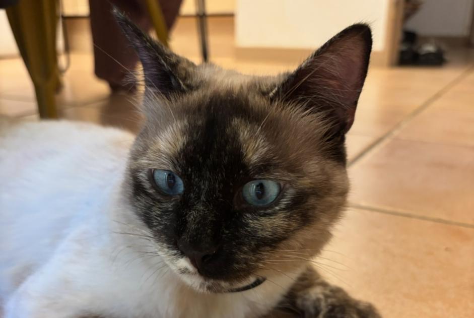 Alerte Disparition Chat Femelle , 2 ans Teyran France