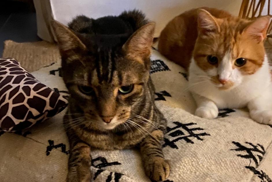 Avviso Ritrovamento Gatto incrocio di razze  Non conosciuta Montpellier Francia