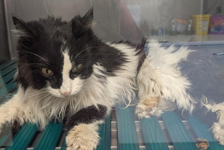 Avviso Ritrovamento Gatto Femmina , 1 anno Saint-André-de-Sangonis Francia