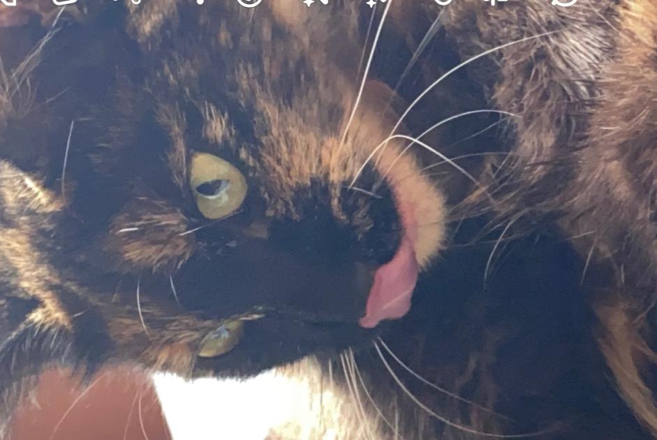 Ontdekkingsalarm Kat Vrouwtje Agde Frankrijk