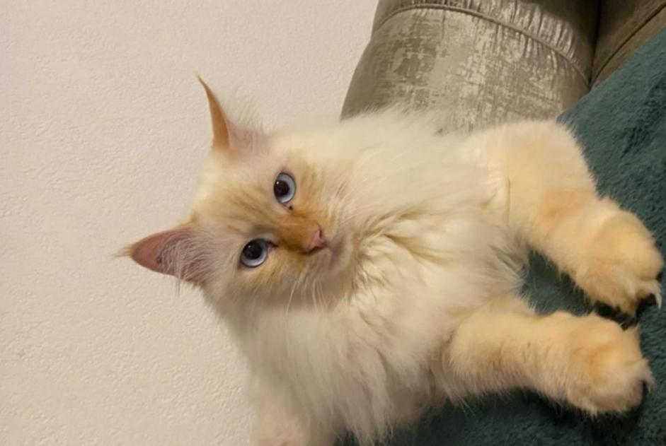 Verdwijningsalarm Kat Mannetje , 5 jaar Fontès Frankrijk