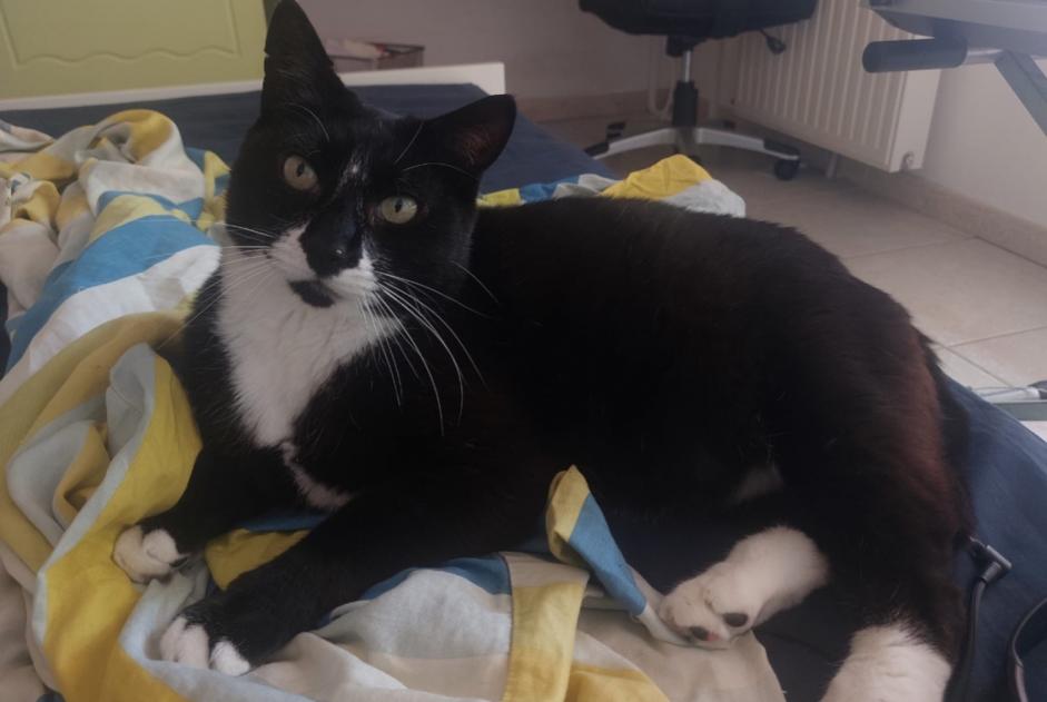 Verdwijningsalarm Kat  Mannetje , 10 jaar Montpellier Frankrijk