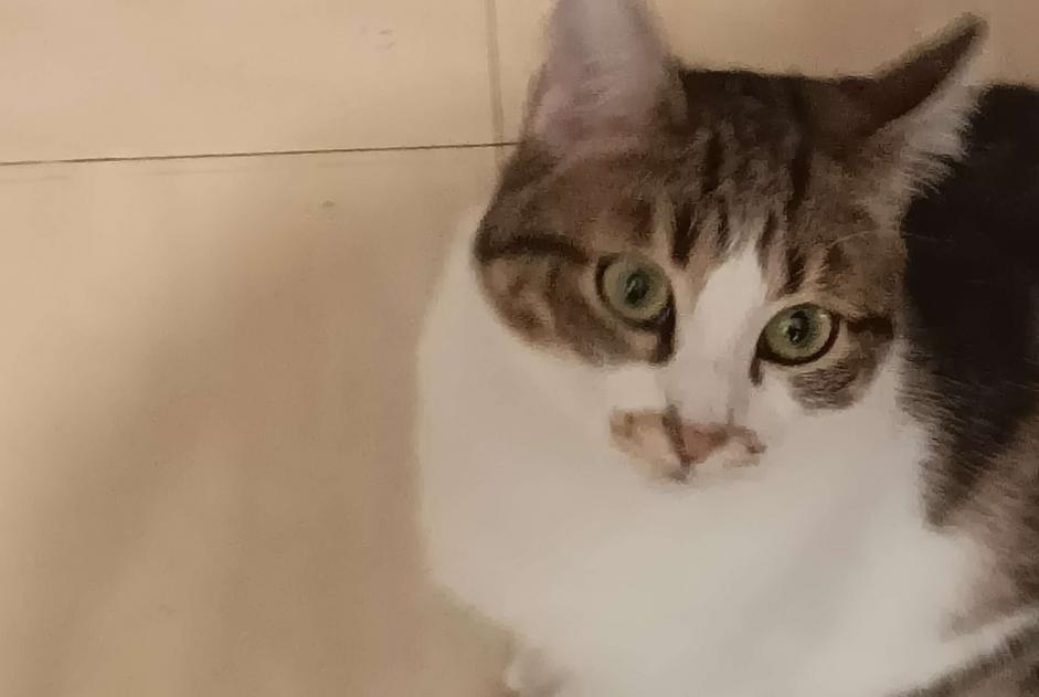 Alerta desaparecimento Gato  Fêmea , 1 anos Montpellier France