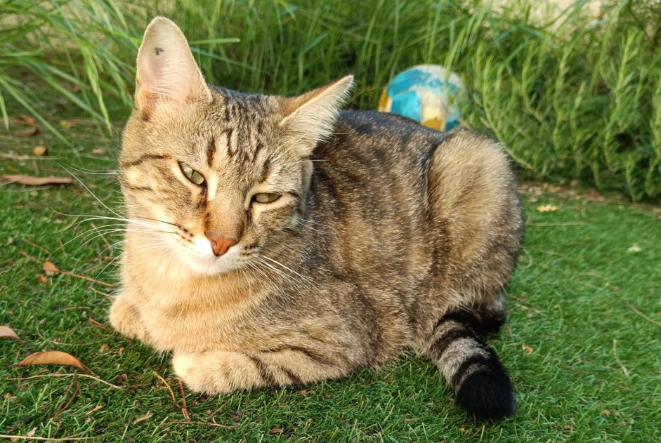Alerta desaparecimento Gato Macho , 2 anos Saint-Aunès France Alerta desaparecimento Gato Macho , 2 anos Saint-Aunès France