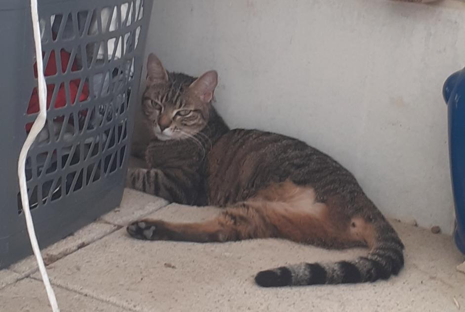 Alerta descoberta Gato Desconhecido Montpellier France