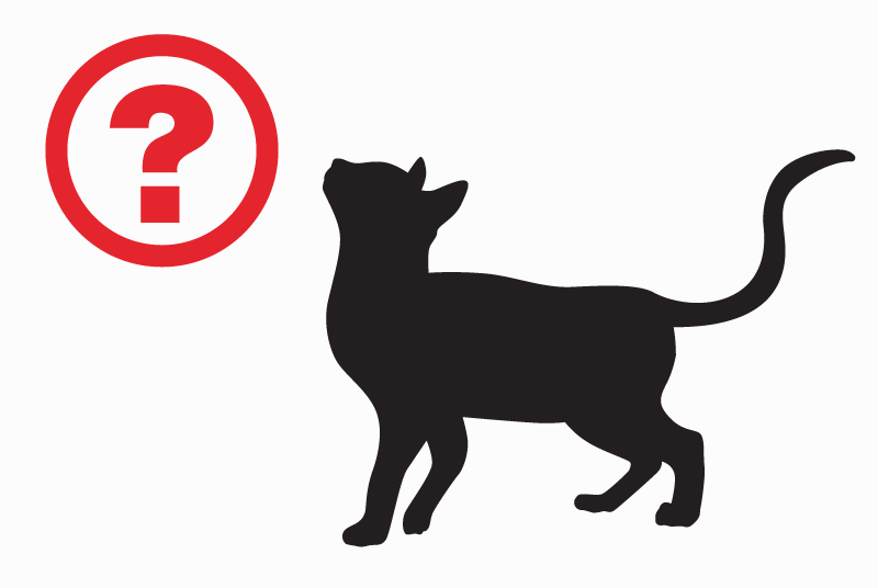 Discovery alert Cat  Unknown Montpellier France